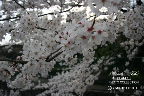 �Έ���q��Ɂ@�u�����A���g�O���[�X�@���b�X���T����