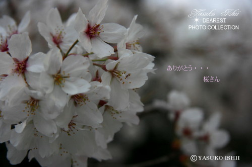 �Έ���q��Ɂ@�u�����A���g�O���[�X�@���b�X���T����