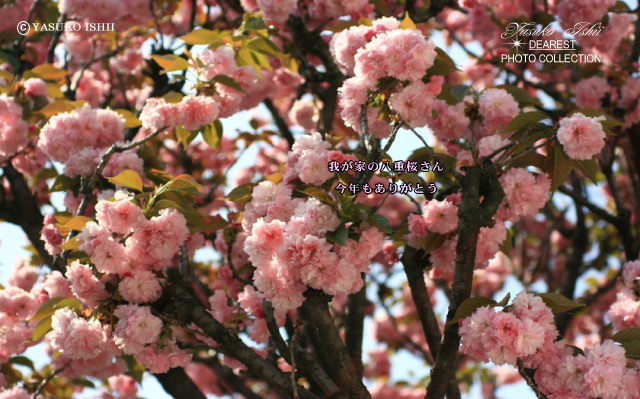 YASUKO ISHII DEAREST PHOTO COLLECTION